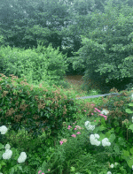 р1.gif